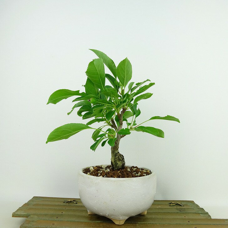 盆栽 姫林檎 樹高 約17cm ひめりんご Malus prunifolia ヒメリンゴ バラ科 リンゴ属 落葉樹 観賞用 小品 現品