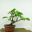 盆栽 海棠 樹高 約19cm かいどう Malus micromalus カイドウ 実 バラ科 落葉樹 観賞用 小品 現品 送料無料