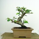 盆栽 花梨 樹高 約16cm かりん Pseudocydonia sinensis カリン バラ科 落葉樹 観賞用 小品 現品 送料無料
