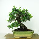 盆栽 ピラカンサ 樹高 約19cm Pyracantha バラ科 常緑樹 観賞用 小品 現品