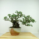 盆栽 梅 長寿梅 樹高 約22cm ちょうじゅばい Chaenomeles japonica 'Chojubai' チョウジュバイ バラ科 ボケ属 落葉樹 観賞...