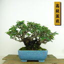 盆栽 ピラカンサ 樹高 約14cm 高級盆栽 Pyracantha 石付き バラ科 常緑樹 観賞用 小品 現品