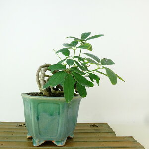 盆栽 木通 樹高 約14cm あけび Akebia quinata アケビ 根上り つる性 アケビ科 落葉樹 観賞用 小品 現品 送料無料