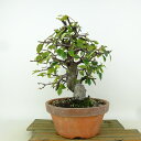 盆栽 花梨 樹高 約23cm かりん Pseudocydonia sinensis カリン バラ科 落葉樹 観賞用 現品 送料無料