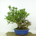 盆栽 梔子 樹高 約23cm くちなし Gardenia jasminoides クチナシ アカネ科 クチナシ属 常緑樹 現品