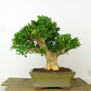 盆栽 台湾黄楊 樹高 約18cm たいわんつげ タイワンツゲ 柘植 ツゲ科 常緑樹 観賞用 小品 現品
