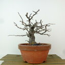 盆栽 花梨 樹高 約17cm かりん Pseudocydonia sinensis カリン バラ科 落葉樹 観賞用 小品 現品