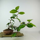 盆栽 椿 金魚 樹高 上下 約23cm つばき Camellia japonica ツバキ ツバキ科 常緑樹 観賞用 現品 送料無料