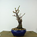 盆栽 梅 野梅 樹高 約14cm うめ Prunus mume ウメ 花梅 白 一重 ヤバイ ノウメ バラ科 落葉樹 観賞用 小品 現品 送料無料