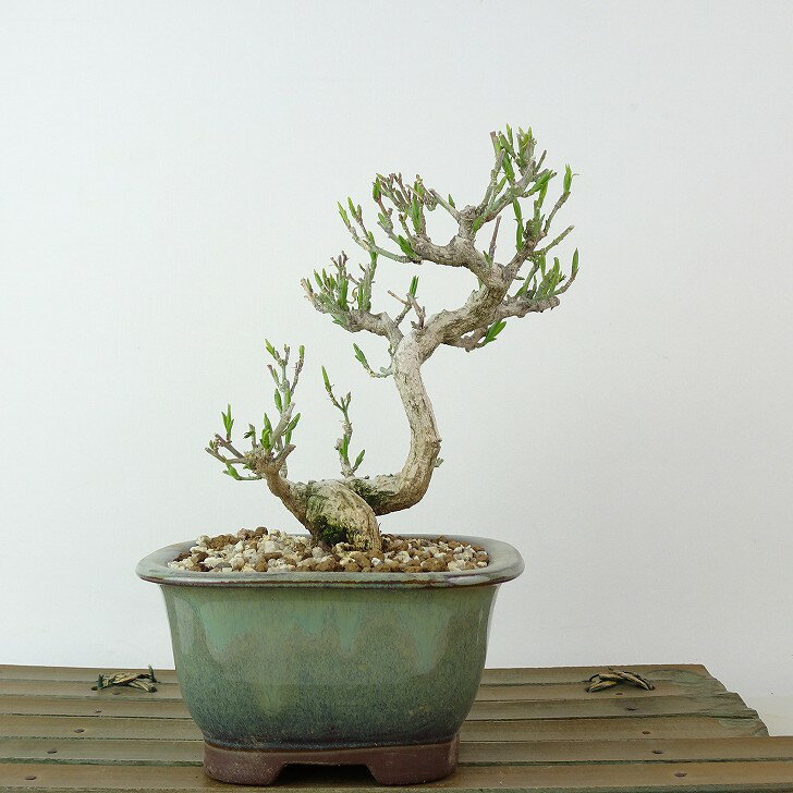 盆栽 真弓 樹高 約14cm まゆみ Euonymus sieboldianus マユミ ニシキギ科 落葉広葉樹 観賞用 小品 現品