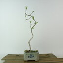 盆栽 真弓 樹高 約22cm まゆみ Euonymus sieboldianus マユミ ニシキギ科 落葉広葉樹 観賞用 現品