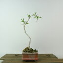盆栽 真弓 樹高 約19cm まゆみ Euonymus sieboldianus マユミ ニシキギ科 落葉広葉樹 観賞用 小品 現品