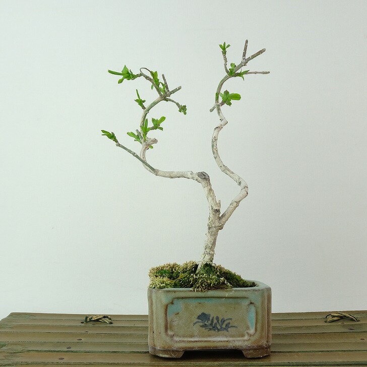 盆栽 真弓 樹高 約17cm まゆみ Euonymus sieboldianus マユミ ニシキギ科 落葉広葉樹 観賞用 小品 現品