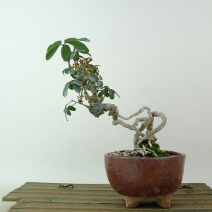 盆栽 木通 樹高 約16cm あけび Akebia quinata アケビ 根上り つる性 アケビ科 落葉樹 観賞用 小品 現品 送料無料