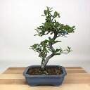 盆栽 ピラカンサ 樹高 約23cm Pyracantha バラ科 常緑樹 観賞用 現品 送料無料