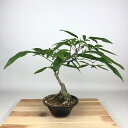 盆栽 藤 台湾サッコウフジ 樹高 約29cm Millettiareticulata ふじ つる性 マメ科 ナツフジ属 落葉樹 観賞用 現品 送料無料