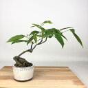 盆栽 藤 台湾サッコウフジ 樹高 約21cm Millettiareticulata ふじ つる性 マメ科 ナツフジ属 落葉樹 観賞用 現品 送料無料