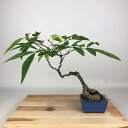 盆栽 藤 台湾サッコウフジ 樹高 約25cm Millettiareticulata ふじ つる性 マメ科 ナツフジ属 落葉樹 観賞用 現品 送料無料