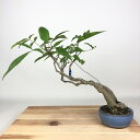 盆栽 藤 台湾サッコウフジ 樹高 約27cm Millettiareticulata ふじ つる性 マメ科 ナツフジ属 落葉樹 観賞用 現品 送料無料