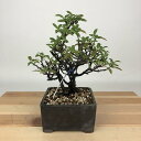 盆栽 ピラカンサ 樹高 約16cm Pyracantha バラ科 常緑樹 観賞用 小品 現品
