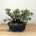 盆栽 ピラカンサ 樹高 約11cm Pyracantha バラ科 常緑樹 観賞用 小品 現品