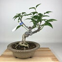 盆栽 真弓 吊り花 樹高 約30cm まゆみ Euonymus oxyphyllus マユミ ツリバナ ニシキギ科 落葉広葉樹 観賞用 現品