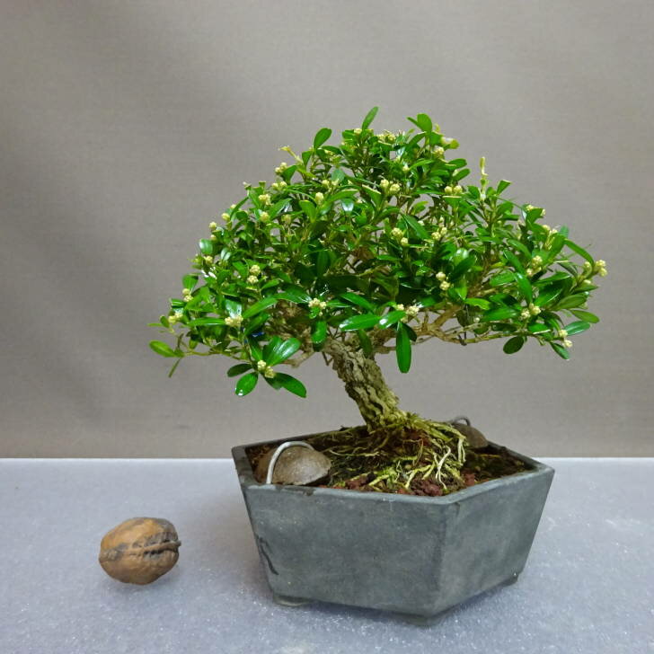 盆栽 台湾黄楊 樹高 約12cm たいわんつげ タイワンツゲ 柘植 ツゲ科 常緑樹 鑑賞用 観賞用 小品 現品 ..