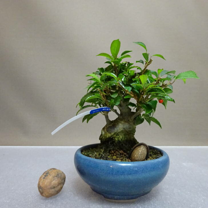 盆栽 梅擬 樹高 約11cm うめもどき Ilex serrata ウメモドキ モチノキ科 落葉樹 鑑賞用 観賞用 小品 現品