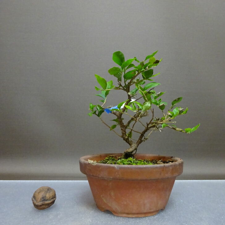 盆栽 エゴノキ 樹高 約13cm えごのき Styrax japonicus エゴノキ科 落葉樹 観賞用 小品 現品