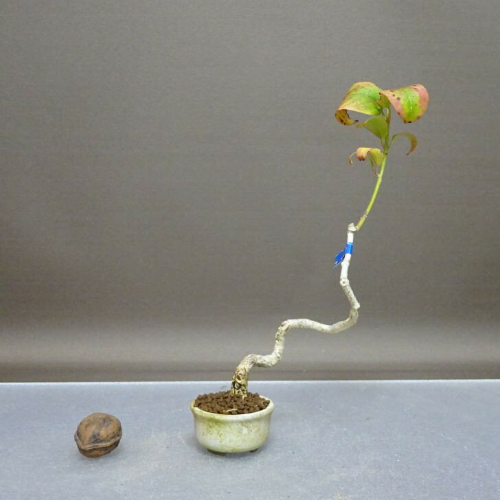 盆栽 真弓 樹高 約19cm まゆみ Euonymus sieboldianus マユミ ニシキギ科 落葉広葉樹 鑑賞用 観賞用 小..