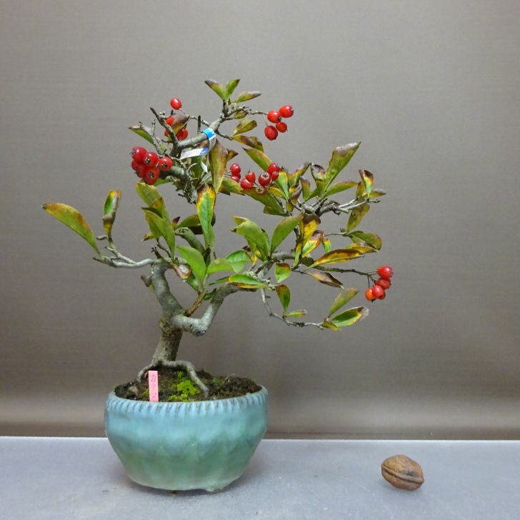 盆栽 鎌柄 樹高 約26cm かまつか Pourthiaea villosa カマツカ 赤実 バラ科 落葉樹 鑑賞 観賞用 現品 送料無料