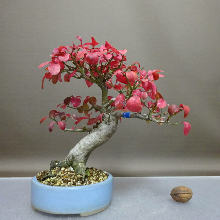 盆栽 こまゆみ 樹高 約21cm Euonymus alatus form ciliatodentatus コマユミ 紅葉 ニシキギ科 落葉広葉樹 鑑賞用 観賞用 現品 送料無料