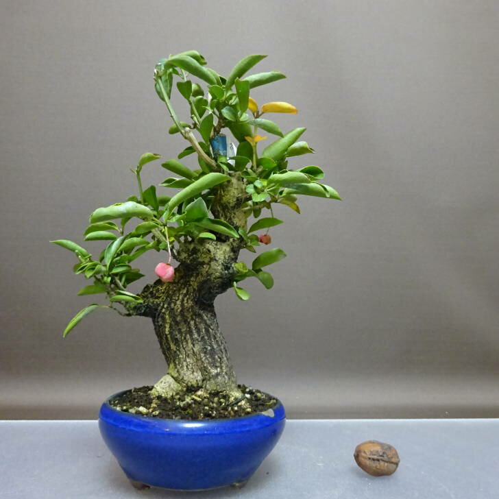 盆栽 真弓 樹高 約23cm まゆみ Euonymus sieboldianus マユミ ニシキギ科 落葉広葉樹 鑑賞用 観賞用 現..