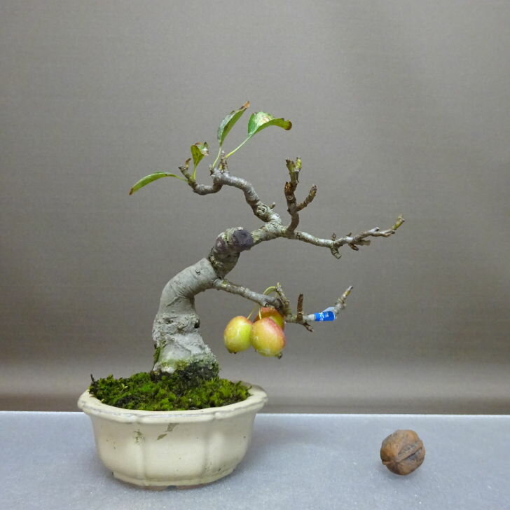 盆栽 姫林檎 樹高 約18cm ひめりんご Malus prunifolia ヒメリンゴ バラ科 リンゴ属 落葉樹 鑑賞 観賞用 小品 現品