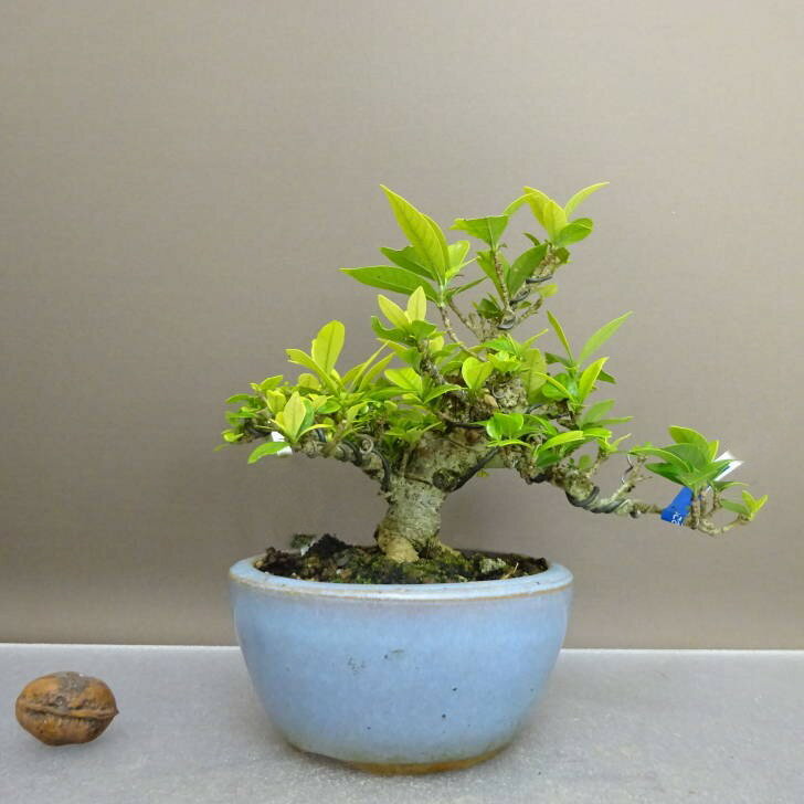盆栽 梔子 樹高 約13.5cm くちなし Gardenia jasminoides クチナシ アカネ科 クチナシ属 常緑樹 鑑賞 ..
