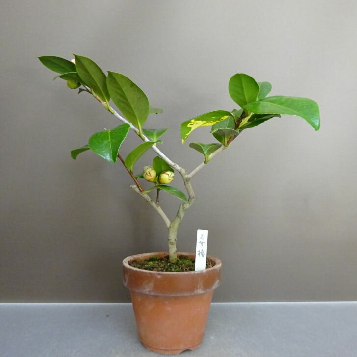 盆栽 椿 乙女椿 樹高 約 27cm つばき Camellia japonica ツバキ ツバキ科 常緑樹 鑑賞用 観賞用 現品