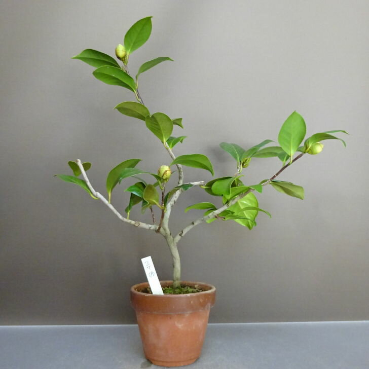 盆栽 椿 乙女椿 樹高 約 35cm つばき Camellia japonica ツバキ ツバキ科 常緑樹 鑑賞用 観賞用 現品