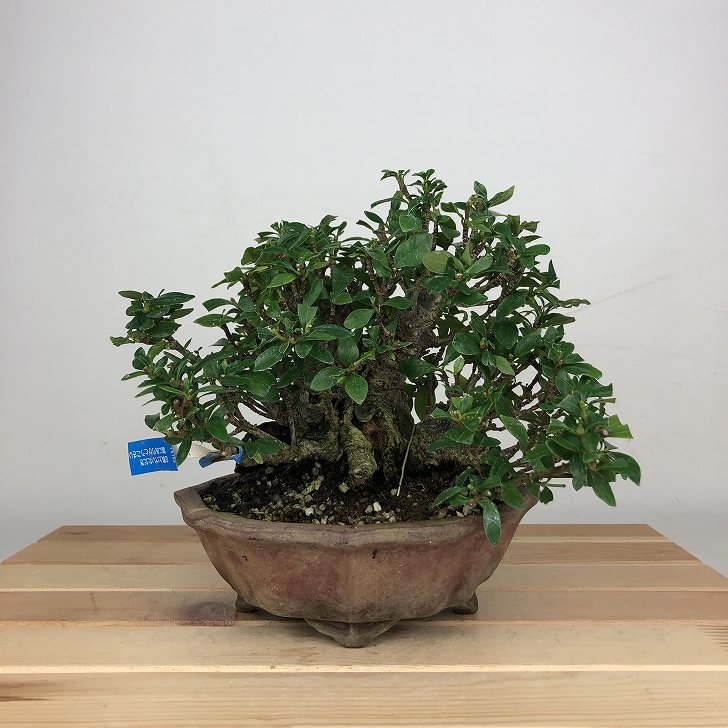 盆栽 梔子 樹高 約14cm くちなし Gardenia jasminoides クチナシ アカネ科 クチナシ属 常緑樹 鑑賞 観..