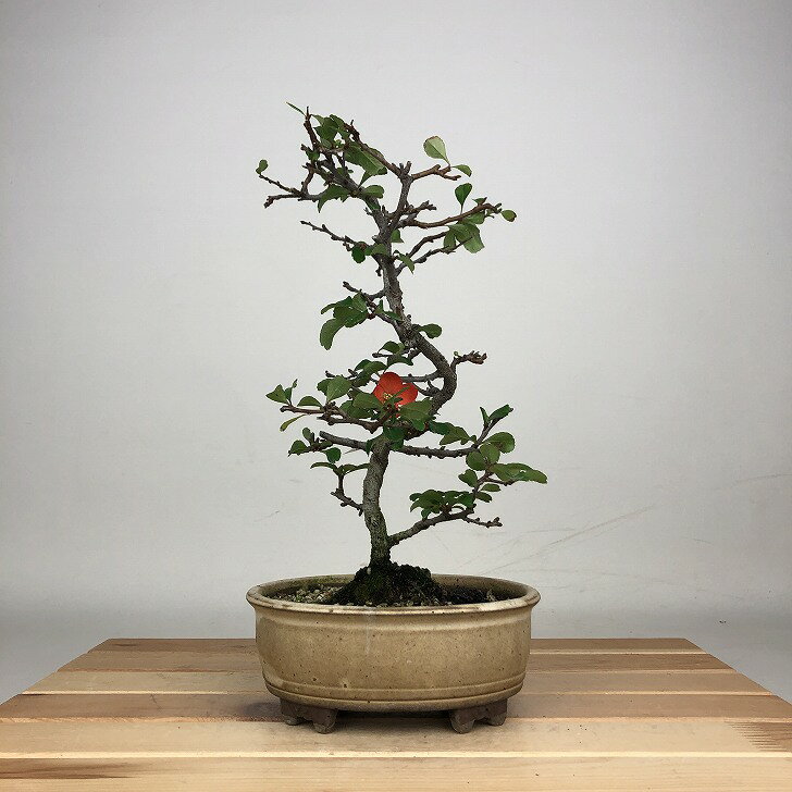 盆栽 梅 長寿梅 樹高 約24cm ちょうじゅばい Chaenomeles japonica チョウジュバイ バラ科 ボケ属 落葉樹 鑑賞 観賞用 現品