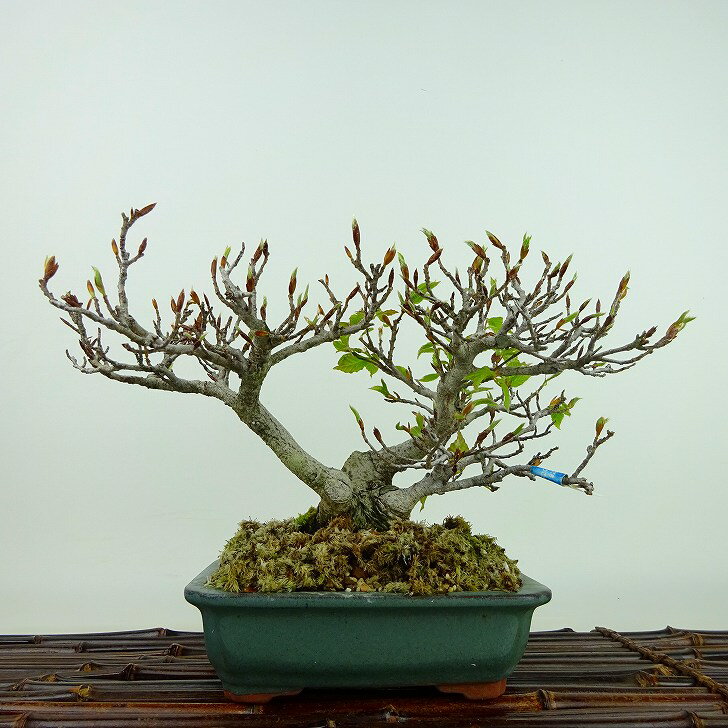 盆栽 山毛欅 ぶな 樹高 約17cm Fagus crenata ブナ ブナ科 落葉樹 観賞用 小品 現品 送料無料