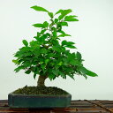 盆栽 梅擬 樹高 約23cm うめもどき Ilex serrata ウメモドキ モチノキ科 落葉樹 観賞用 現品 送料無料