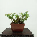 盆栽 百日紅 樹高 約7cm さるすべり Lagerstroemia indica サルスベリ ミソハギ科 サルスベリ属 落葉樹 観賞用 小品 現品 送料無料