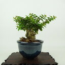 盆栽 百日紅 樹高 約10cm さるすべり Lagerstroemia indica サルスベリ ミソハギ科 サルスベリ属 落葉樹 観賞用 小品 現品 送料無料