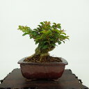 盆栽 百日紅 樹高 約9cm さるすべり Lagerstroemia indica サルスベリ ミソハギ科 サルスベリ属 落葉樹 観賞用 小品 現品 送料無料