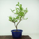 盆栽 エゴノキ 樹高 約36cm えごのき Styrax japonicus 実物 エゴノキ科 落葉樹 観賞用 現品 送料無料