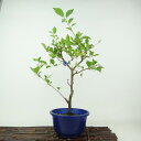 盆栽 エゴノキ 樹高 約36cm えごのき Styrax japonicus 実物 エゴノキ科 落葉樹 観賞用 現品 送料無料
