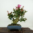 盆栽 百日紅 樹高 約23cm さるすべり Lagerstroemia indica サルスベリ ミソハギ科 サルスベリ属 落葉樹 観賞用 現品