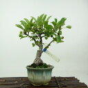 盆栽 海棠 樹高 約20cm かいどう Malus micromalus カイドウ バラ科 落葉樹 観賞用 小品 現品