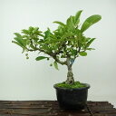 盆栽 海棠 樹高 約23cm かいどう Malus micromalus カイドウ バラ科 落葉樹 観賞用 現品