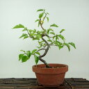 盆栽 梅 野梅 樹高 約25cm うめ Prunus mume ウメ 花梅 ヤバイ ノウメ バラ科 落葉樹 観賞用 現品 送料無料